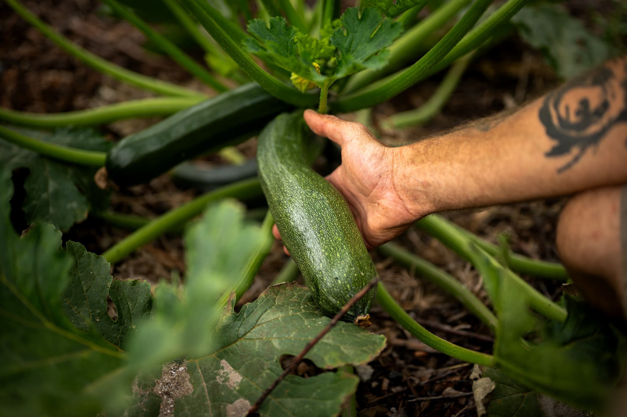 Vegyszermentes Cukkini 