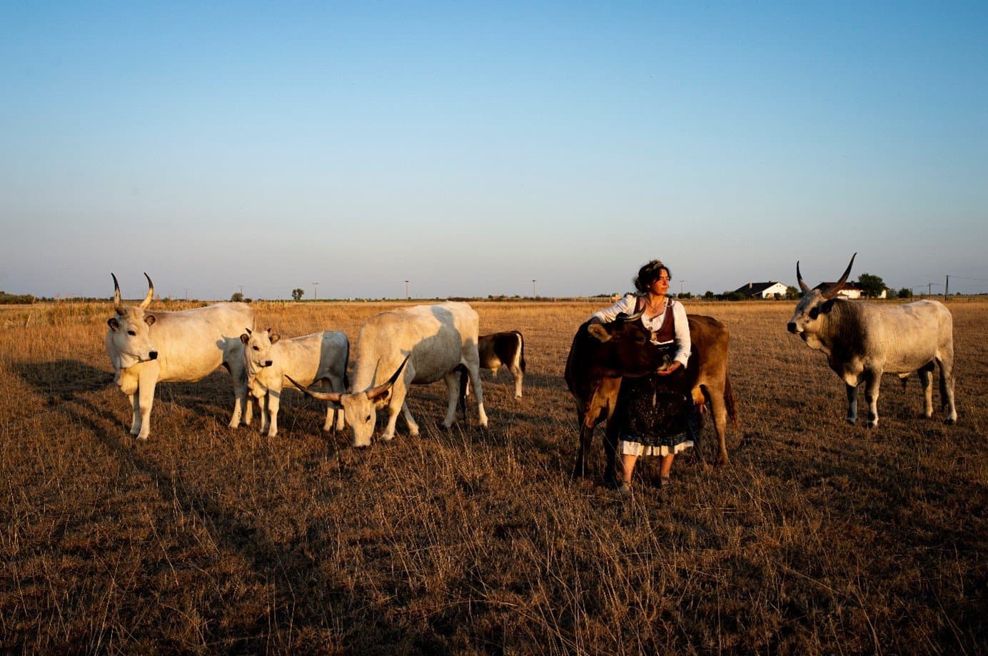 Bio legeltetésű szürkemarha hús - 3