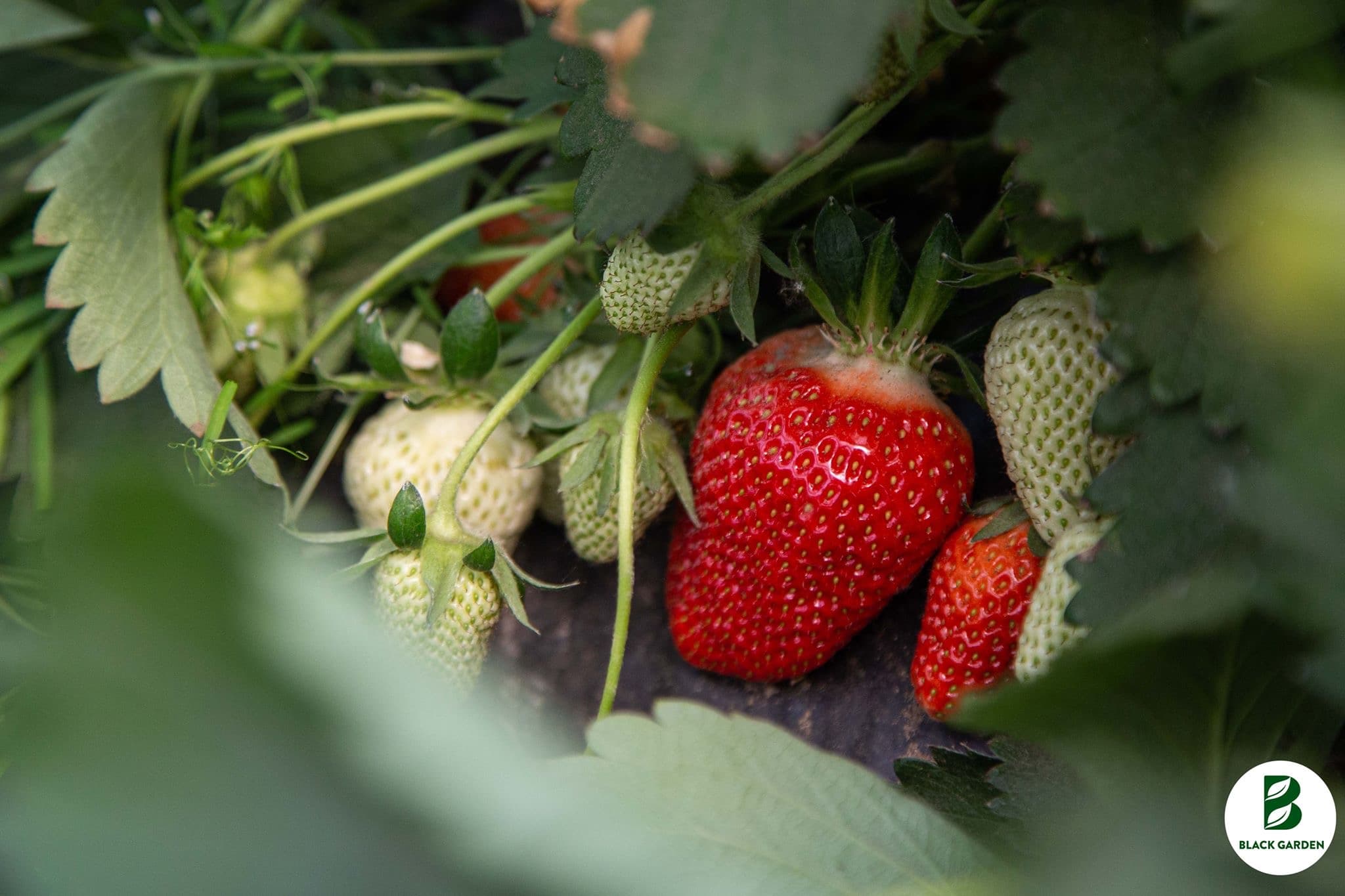 Szamóca (földieper) - 2