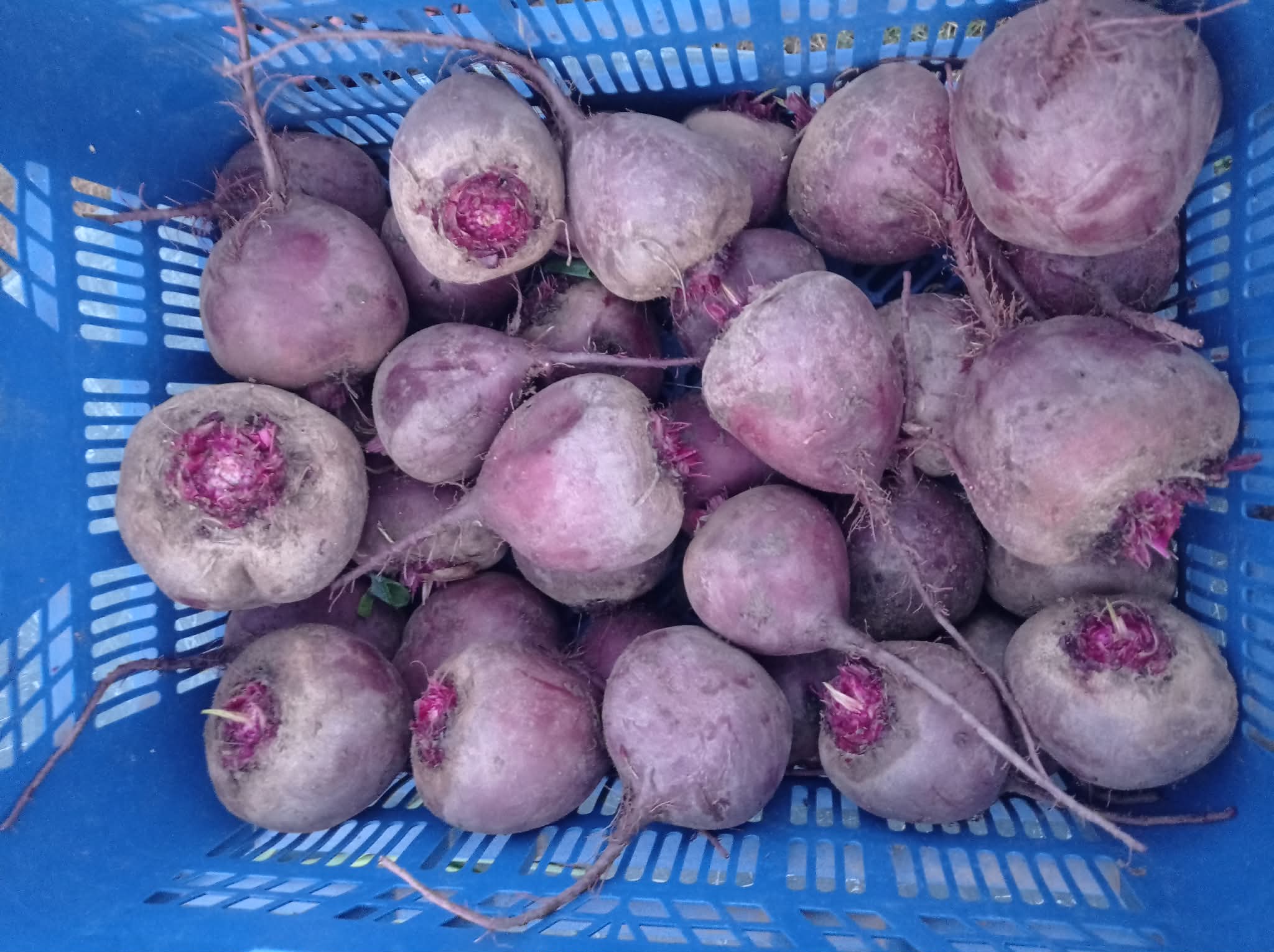 Bio cékla 10 kg/zs