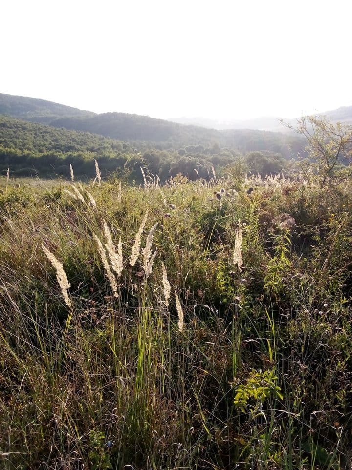 Vadrózsa Organikus Kert cover