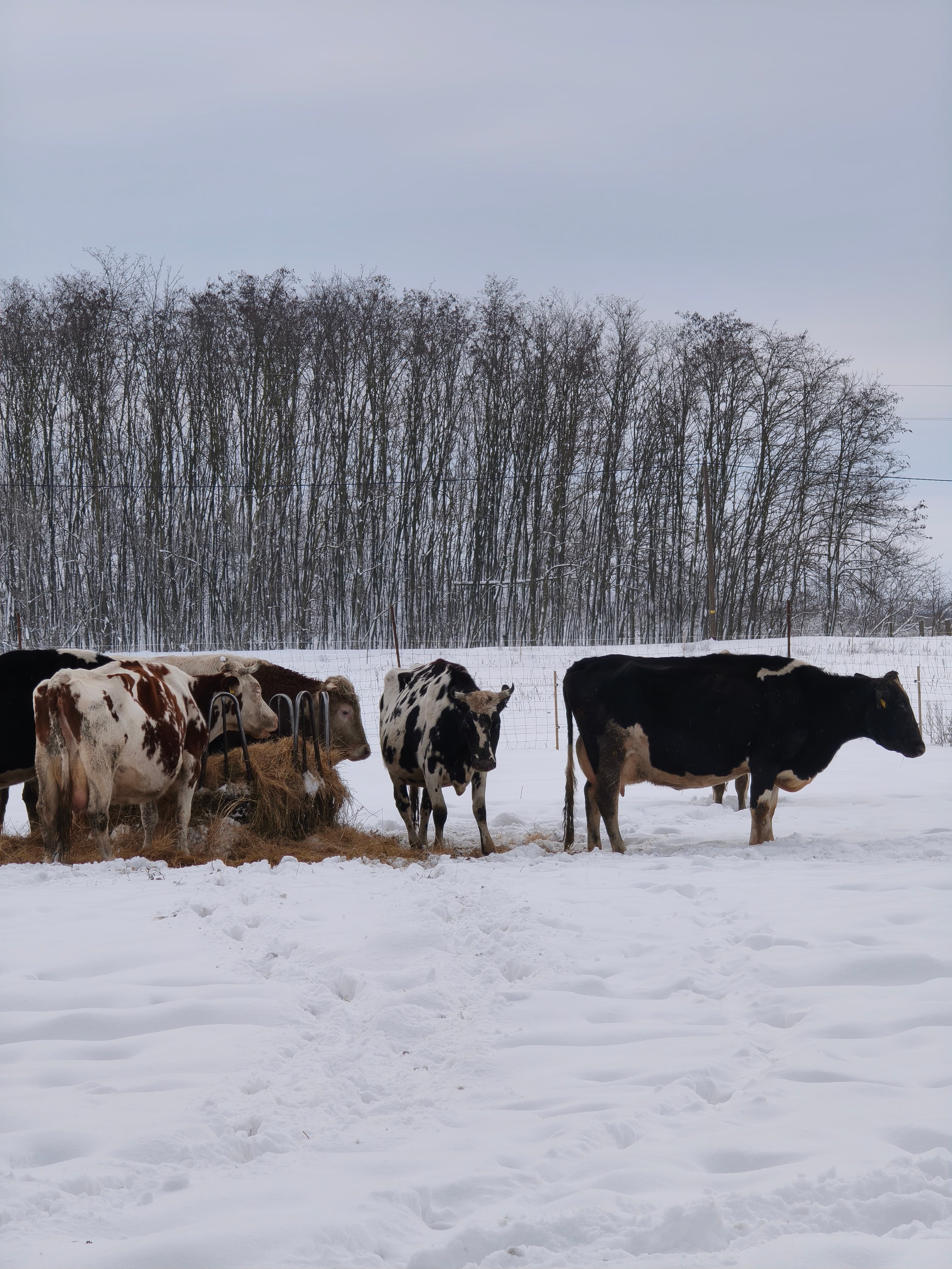 Tiszán innen Sajtbirtok - 7