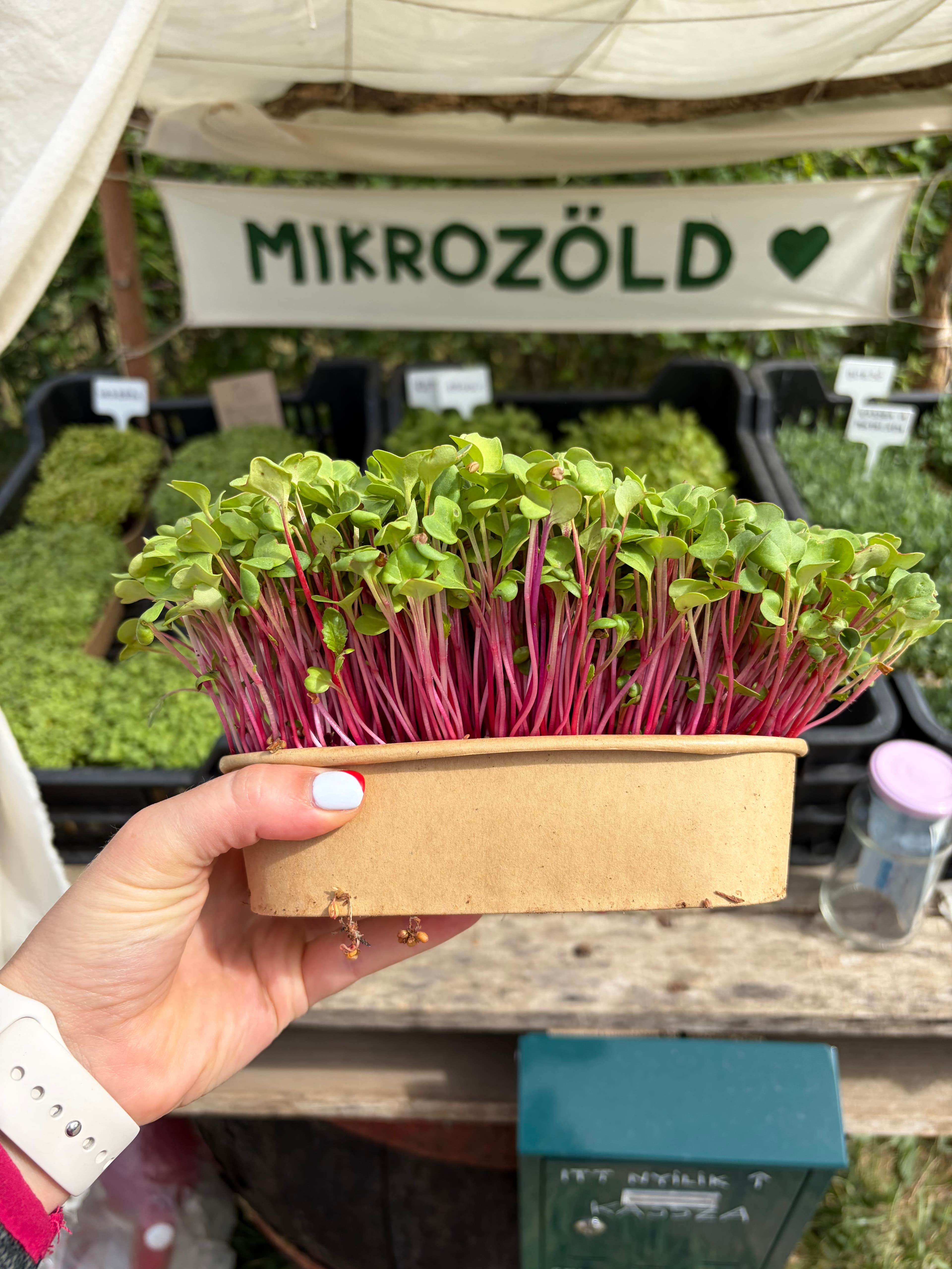 Retek mikrozöld (élő)